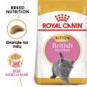 Royal Canin British Shorthair Kitten granule pro britská krátkosrstá koťata 10kg