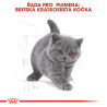 Royal canin Breed Kitten Feline British Shorthair 10kg