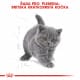 Royal canin Breed Kitten Feline British Shorthair 2kg