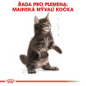 Royal canin Breed Feline Kitten Maine Coon 10kg