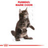 Royal canin Breed Feline Kitten Maine Coon 10kg
