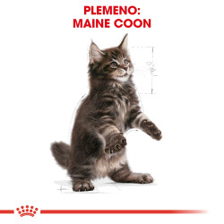 Royal canin Breed Kitten Feline Maine Coon 2kg