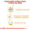 Royal canin Breed Čivava  3kg