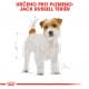 Royal canin Breed Jack Russell Terier  3kg