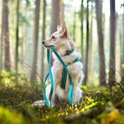 Obojek Hurtta Casual ECO paví zeleň 20-30cm