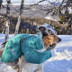 Obleček Hurtta Monsoon coat II ECO ostružinový 23  pes