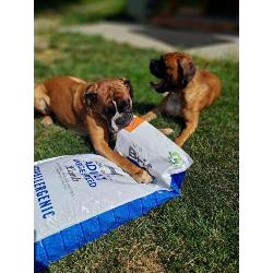 Brit Care Dog Hypoallergenic Adult Large Breed 12kg