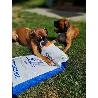 Brit Care Dog Hypoallergenic Adult Large Breed 12kg