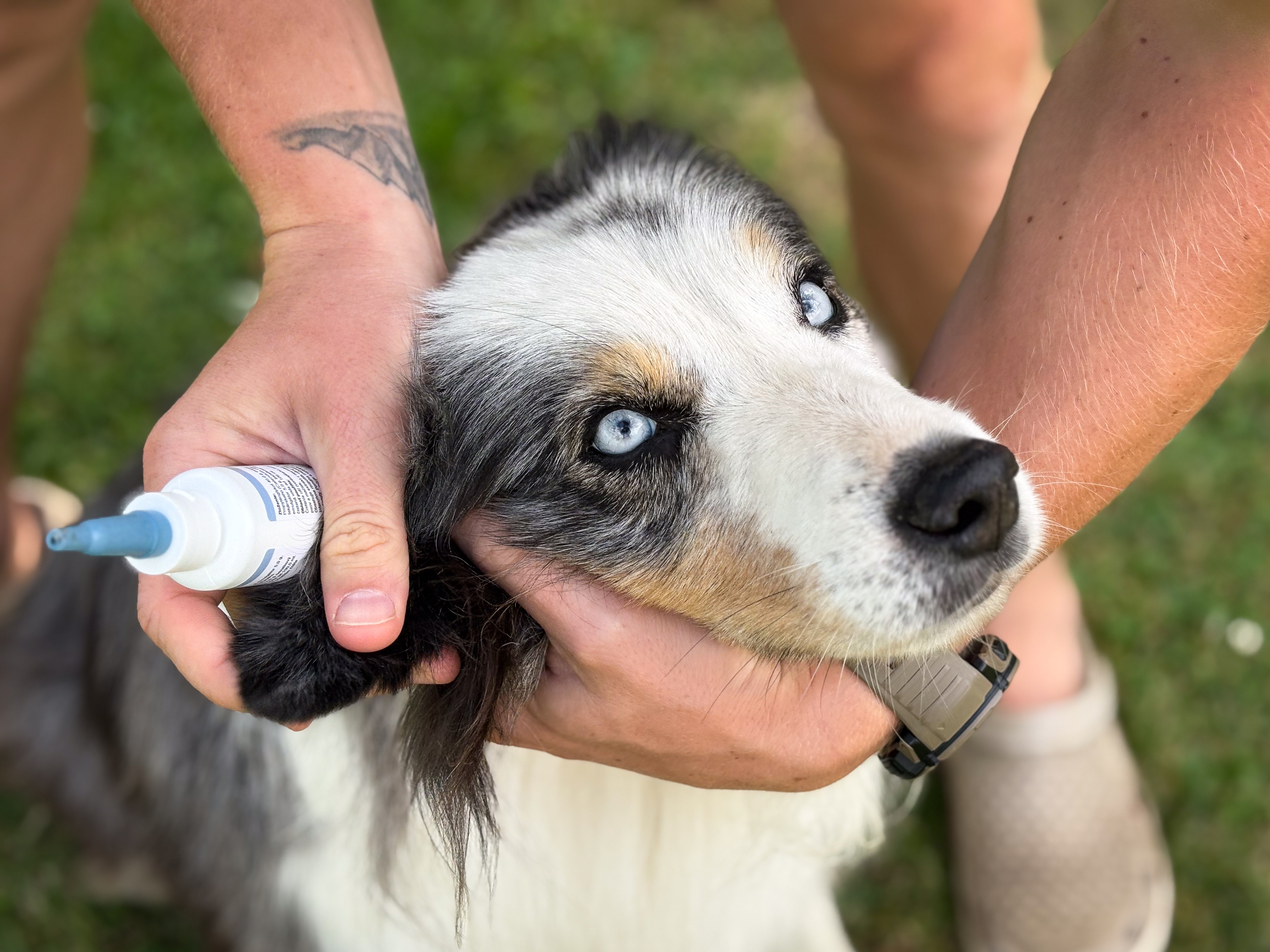 Jak se psovi čistí uši