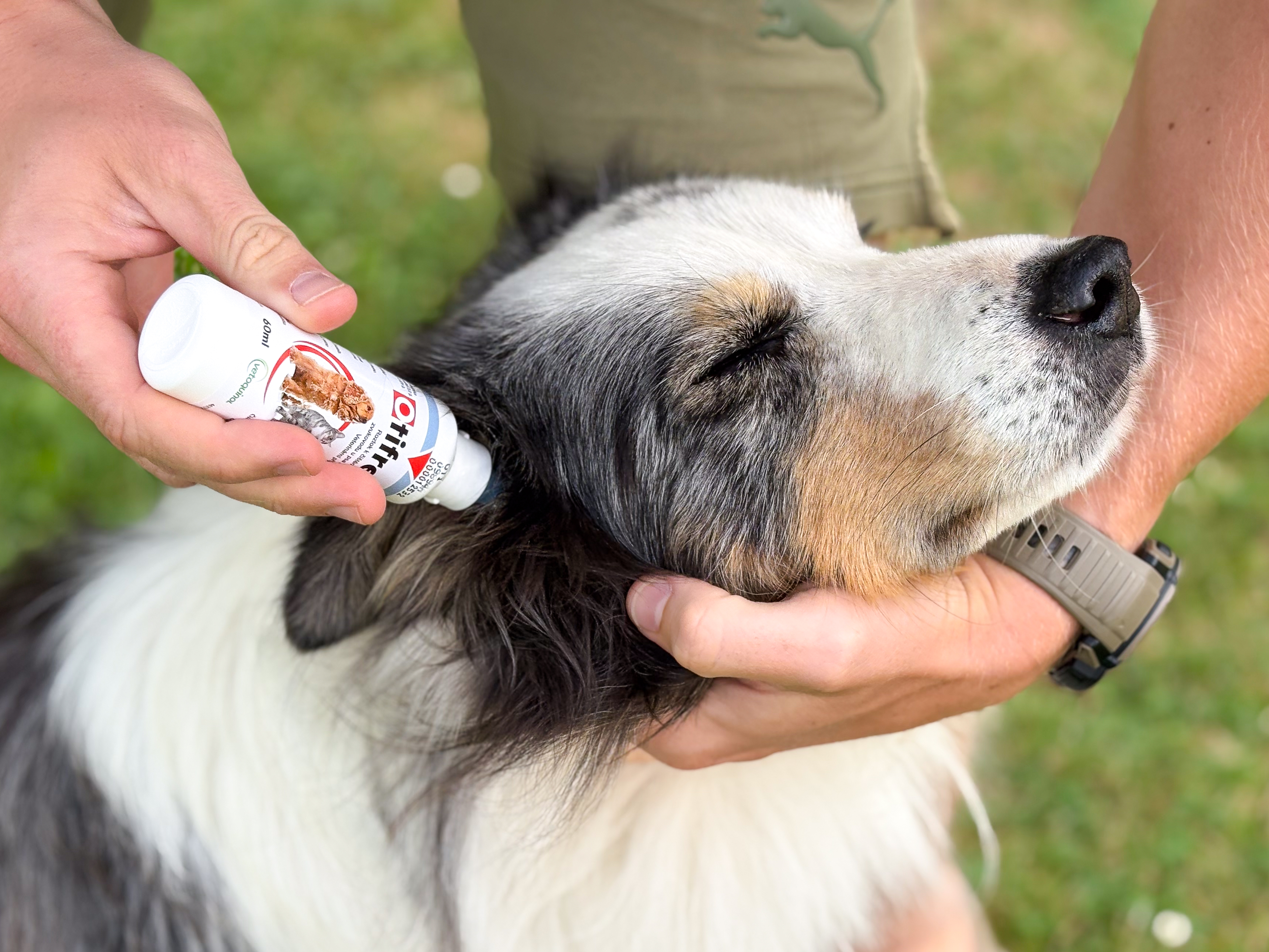 Pes čištění uší