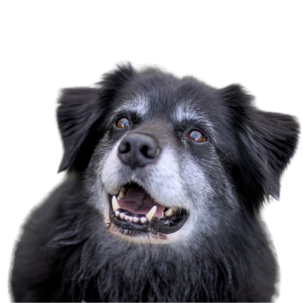 Granule pro star&scaron;&iacute;ho psa