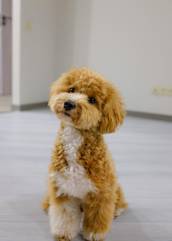 Nejlep&scaron;&iacute; granule pro psy s citliv&yacute;m tr&aacute;ven&iacute;m