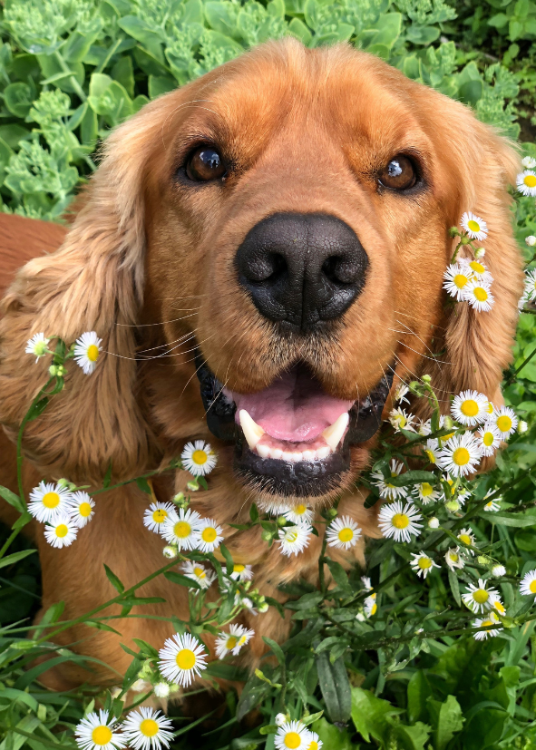 Granule pro psy s alergi&iacute; na potravu