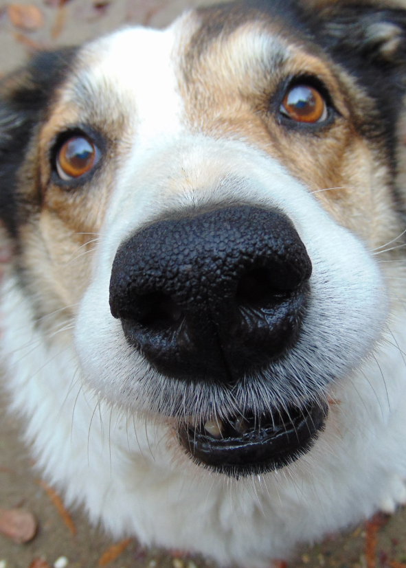 Nejlep&scaron;&iacute; granule pro psy s citliv&yacute;m tr&aacute;ven&iacute;m