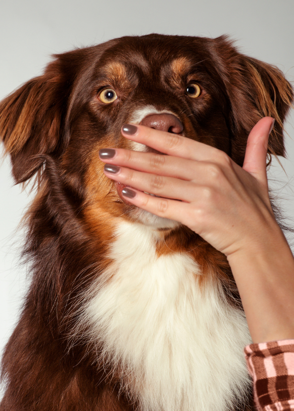 Nejlep&scaron;&iacute; granule pro kastrovan&eacute; psy