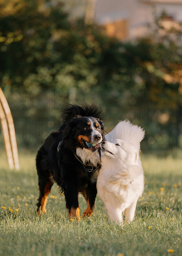 Granule pro psy s alergi&iacute; na potravu
