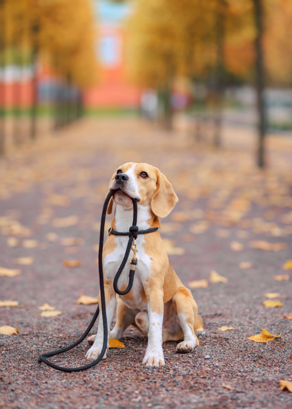 Calibra adult granule pro dospěl&eacute; psy bez p&scaron;enice