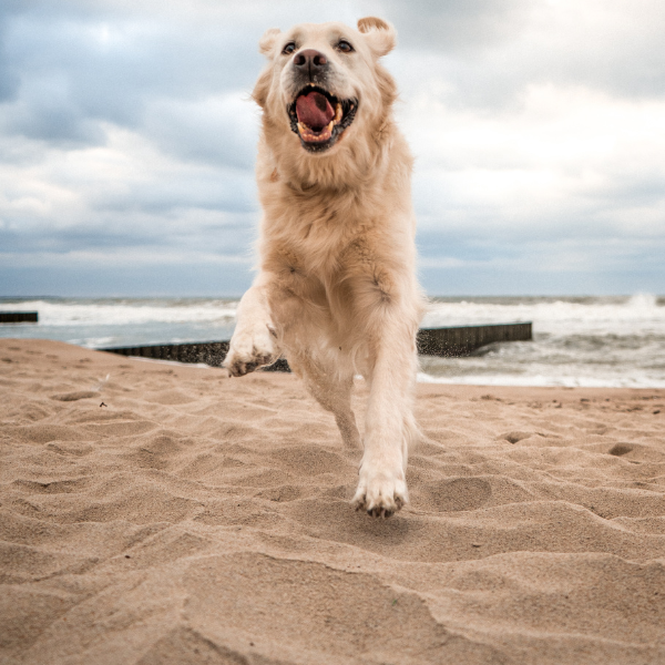 Česk&eacute; granule pro psy