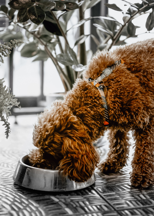 Pr&eacute;miov&eacute; granule bez p&scaron;enice