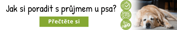 Jak si poradit s průjmem u psa