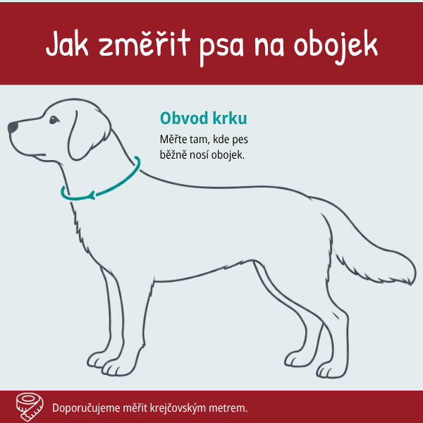 Jak změřit psa na obojek — obvod krku
