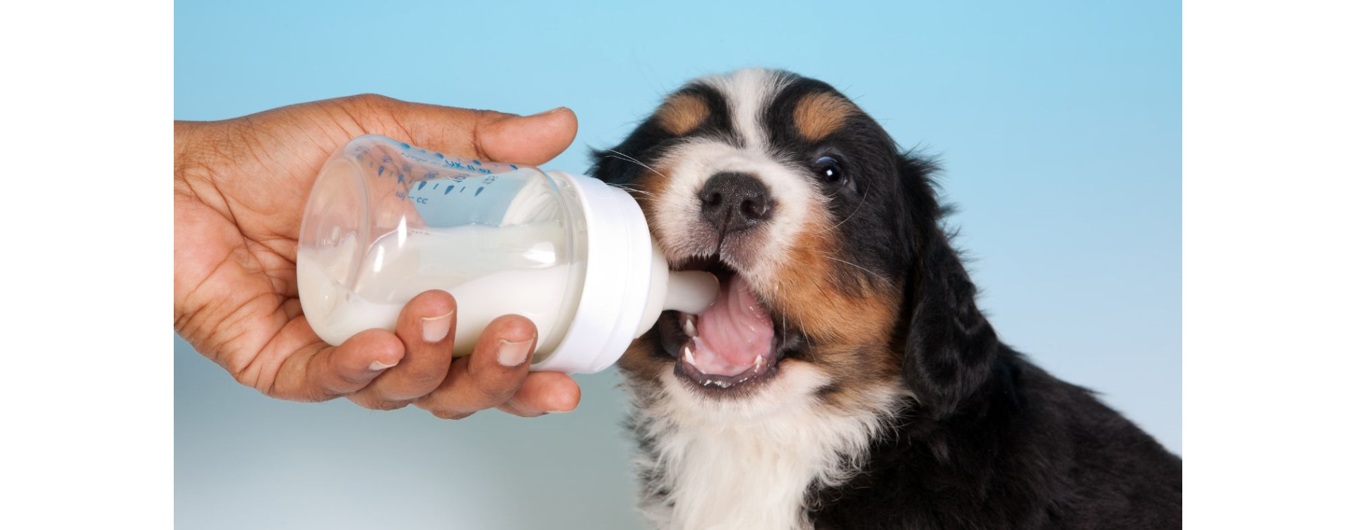 Jak přikrmovat štěňata – postup a vhodné krmivo