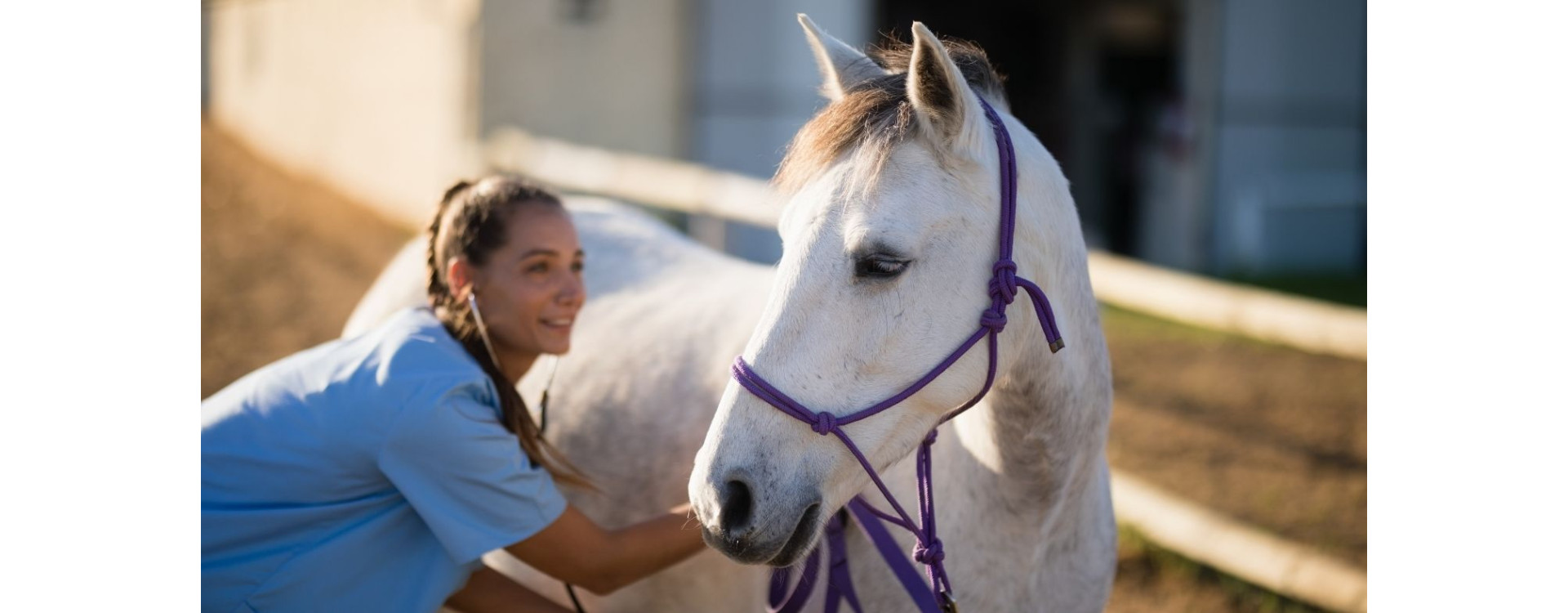 Kašel u koní: příčiny, léčba i prevence
