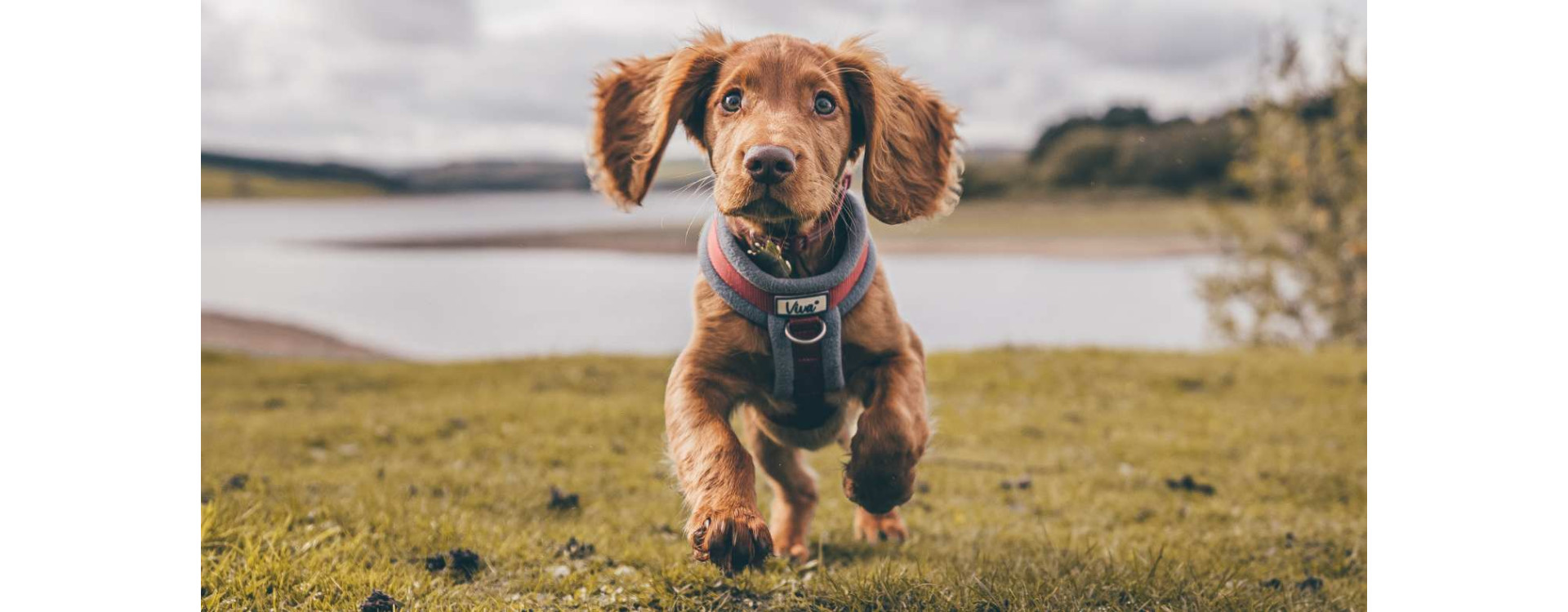 Kloubní výživa pro štěně: proč, kdy a jakou vybrat?