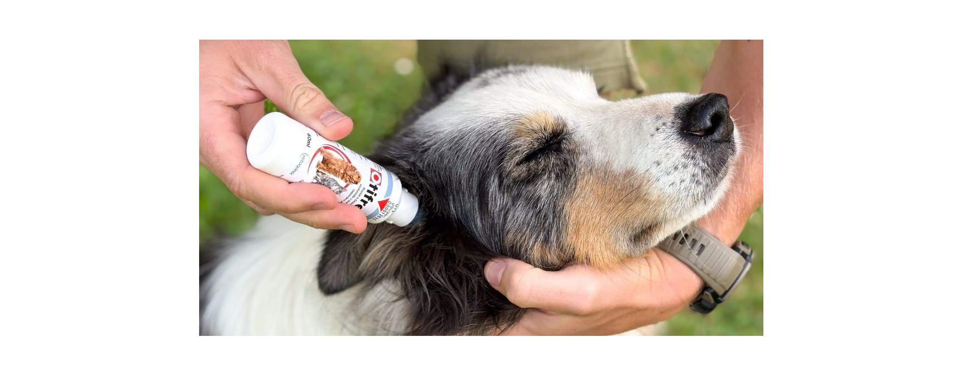 Čištění uší u psa: Jak správně pečovat o psí uši