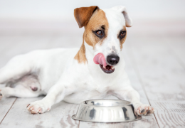 Inovativní krmivo: za studena lisované granule pro psy