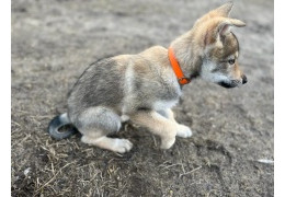 Nejlepší štěněcí přípravky proti klíšťatům, blechám a jiným parazitům